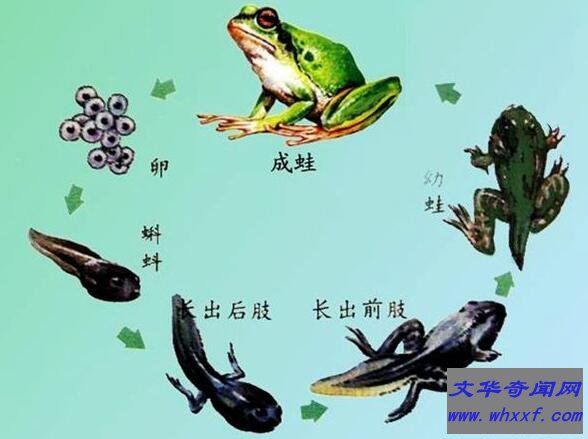 不合理蛙